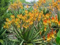 The field of Flowering mountain aloe in yellow and orange colors in a botanical garden.