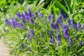 Field of flowering muscari in the spring garden