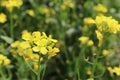 A field with flowering mustard plants in autumn-Close View of mustard Flower-Mustard is made from the seeds Royalty Free Stock Photo