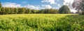 Field of flowering oil radish, Raphanus sativus var oleiformis Royalty Free Stock Photo