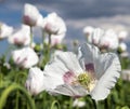 Field of flowering opium poppy papaver somniferum Royalty Free Stock Photo