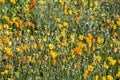 Field of Flowering Orange and Yellow Daisey Plants Royalty Free Stock Photo