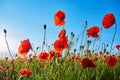 A field of flowering poppies on a bright sunny day. Picture on postcard