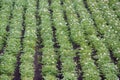 Field of flowering potatoes