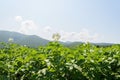 A field of flowering potatoes against the backdrop of mountains and a blue sky with clouds