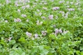 Field of flowering potatoes.