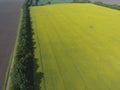 Field of flowering and forest belts for wind protection. Rape, a syderatic plant with yellow flowers. Field with siderates. Royalty Free Stock Photo