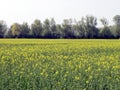 Field of flowering rape in spring