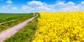 Field of flowering rape