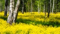 A field of flowering rapeseed in the birch grove. Yellow flowers. June in Saint Petersburg. Royalty Free Stock Photo