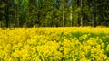 A field of flowering rapeseed in the birch grove. Yellow flowers. June in Saint Petersburg. Royalty Free Stock Photo