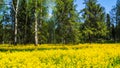 A field of flowering rapeseed in the birch grove. Yellow flowers. June in Saint Petersburg. Royalty Free Stock Photo