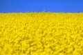 Field of flowering rapeseed, canola or colza Royalty Free Stock Photo