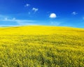 Field of flowering rapeseed canola or colza Royalty Free Stock Photo