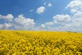 Field of flowering rapeseed canola or colza Royalty Free Stock Photo