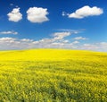 Field of flowering rapeseed canola or colza Royalty Free Stock Photo