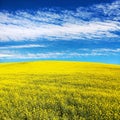 Field of flowering rapeseed canola or colza Royalty Free Stock Photo