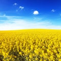 Field of flowering rapeseed canola or colza Royalty Free Stock Photo