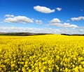 Field of flowering rapeseed canola or colza Royalty Free Stock Photo