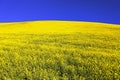 Field of flowering rapeseed, canola or colza Royalty Free Stock Photo