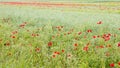 Field with flowering red poppies.