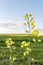 Flowering rapeseed field and blue sky with clouds during sunset, landscape spring Royalty Free Stock Photo