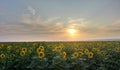 Field of flowerings sunflowers on a beautiful sunset background landscape Royalty Free Stock Photo