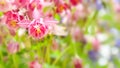 Field flowers. Abstract wild flowers background with copy space. Shallow depth of field. Selective focus Royalty Free Stock Photo