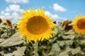 A field of flowers or agroculture of yellow sunflower and blue sky Royalty Free Stock Photo
