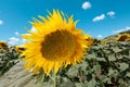 A field of flowers or agroculture of yellow sunflower and blue sky Royalty Free Stock Photo