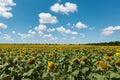 A field of flowers or agroculture of yellow sunflower and blue sky Royalty Free Stock Photo