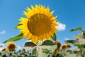 A field of flowers or agroculture of yellow sunflower and blue sky Royalty Free Stock Photo