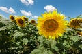 A field of flowers or agroculture of yellow sunflower and blue sky Royalty Free Stock Photo