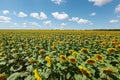 A field of flowers or agroculture of yellow sunflower and blue sky Royalty Free Stock Photo