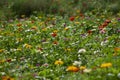 Field Of Flowers on a sunny day in Alabama.