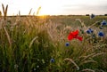 Field flowers along the roads in a summer landscape Royalty Free Stock Photo
