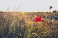 Field flowers along the roads in a summer landscape Royalty Free Stock Photo