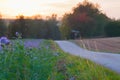 a field of flowers with a barn in the background and telephone poles in the distance in the distance Royalty Free Stock Photo