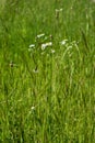 Field flowers on a beautiful summer day