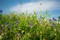 Field flowers on a beautiful summer day Royalty Free Stock Photo
