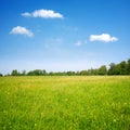 Field flowers and blue sky Royalty Free Stock Photo