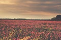 Field of flowers