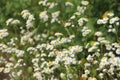 field flowers are a camomile meadow pharm flowers