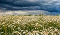 Field of flowers of chamomile in the background dramatic stormy rainy sky on a summer day. Royalty Free Stock Photo