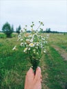 field flowers of chamomile in male hand Royalty Free Stock Photo