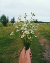 field flowers of chamomile in male hand Royalty Free Stock Photo