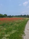 Field of flowers