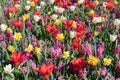 A field of flowers consisting of white tulip, red tulip, muscari, hyacinth, narcissus on a sunny spring day Royalty Free Stock Photo