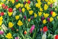 A field of flowers consisting of white tulip, red tulip, muscari, hyacinth, narcissus on a sunny spring day Royalty Free Stock Photo