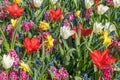 A field of flowers consisting of white tulip, red tulip, muscari, hyacinth, narcissus on a sunny spring day Royalty Free Stock Photo